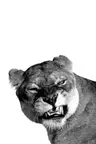 Photo de profil de Le Cercle des Multipotentiels